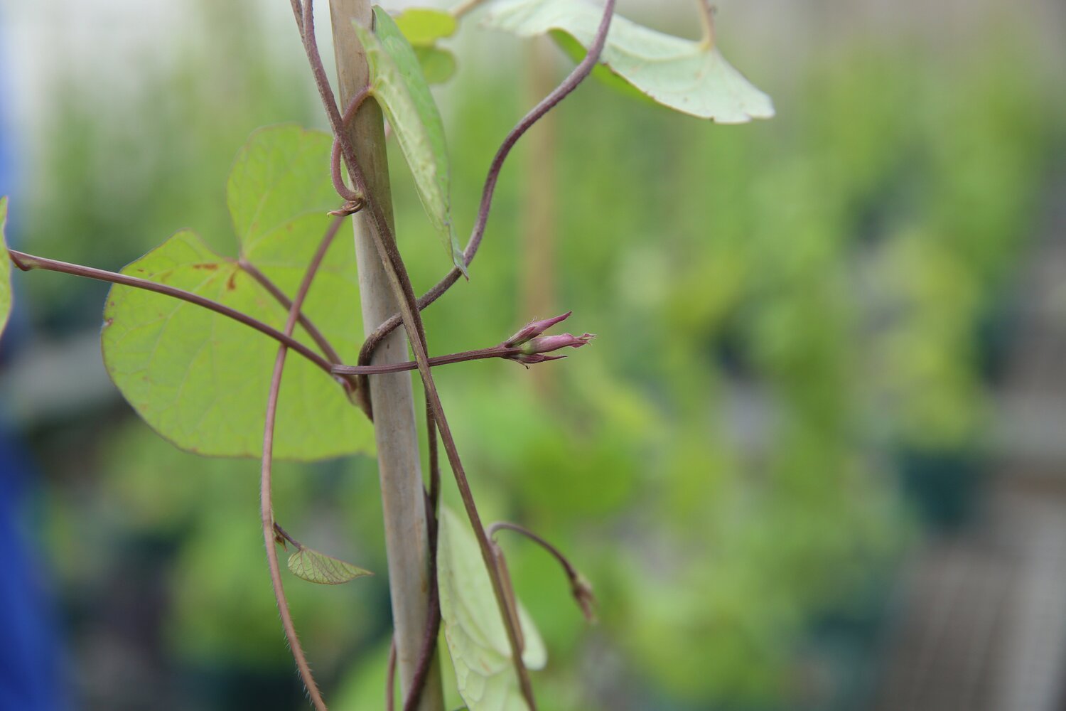 Sweet potato with flower bud at the CIP genebank. 