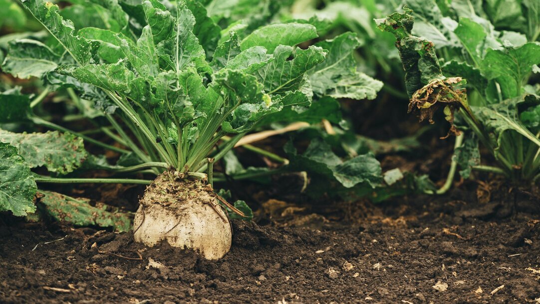 Beet