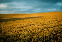 Field of grain