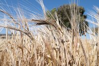 Barley. DIIVA Project, Marchouch, Morocco. Photo: Michael Major/Crop Trust