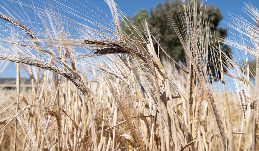 Barley. DIIVA Project, Marchouch, Morocco. Photo: Michael Major/Crop Trust