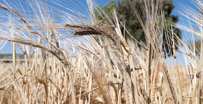 Barley. DIIVA Project, Marchouch, Morocco. Photo: Michael Major/Crop Trust