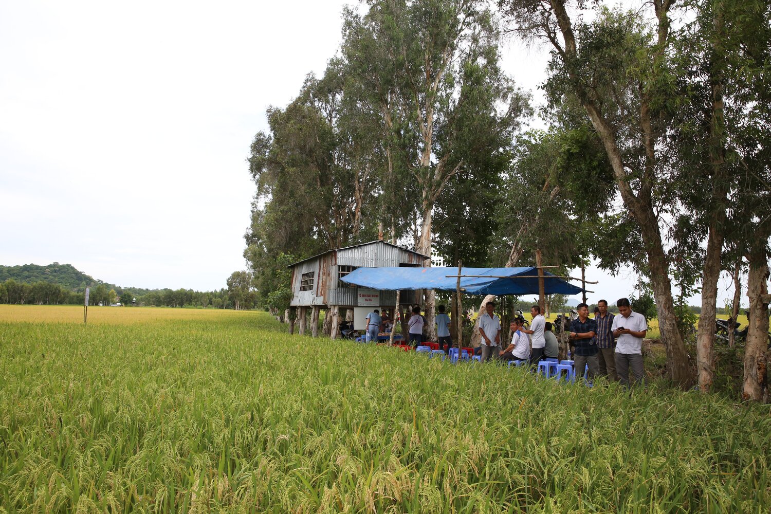 Led by Crop Wild Relatives rice pre-breeding leader Professor Tin, Ben Kilian (Crop Trust); Venu Ramaiah (IRRI); and Åsmund Bjornstad (NMBU), visited the Nui Voi Seed Club’s on farm trial, where farmers have selected the most promising lines of the first harvest, based on heat-resistance, number of panicles, resistance to Blast disease and short-cycle duration. Photo: L.M. Salazar