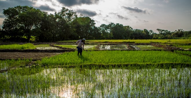 Farmer working in rice fields.