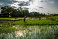 Farmer working in rice fields.