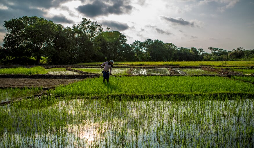 Farmer working in rice fields.