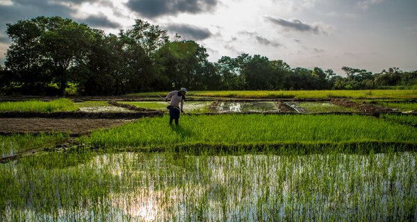 Farmer working in rice fields.