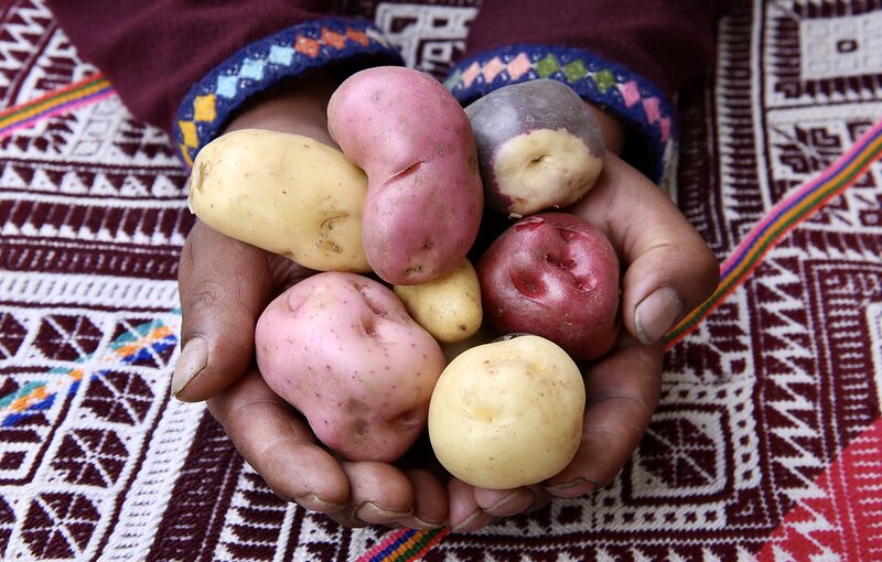 Safeguarding a Future for the World’s Potato Genetic Resources