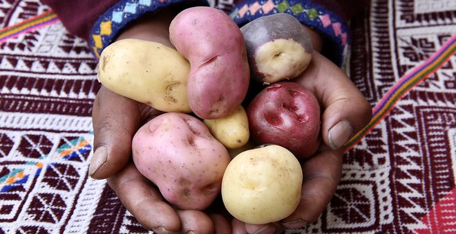 Safeguarding a Future for the World’s Potato Genetic Resources