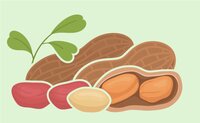 Groundnut illustration