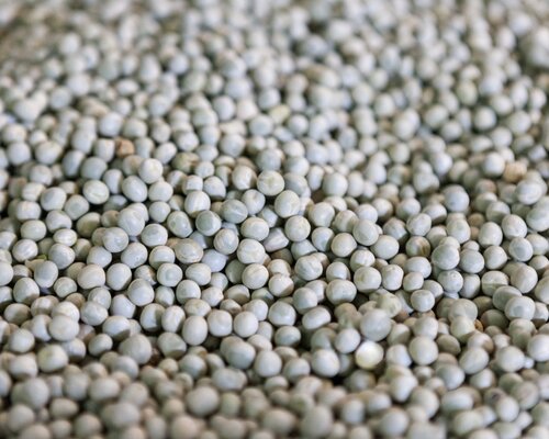 Pigeon Pea