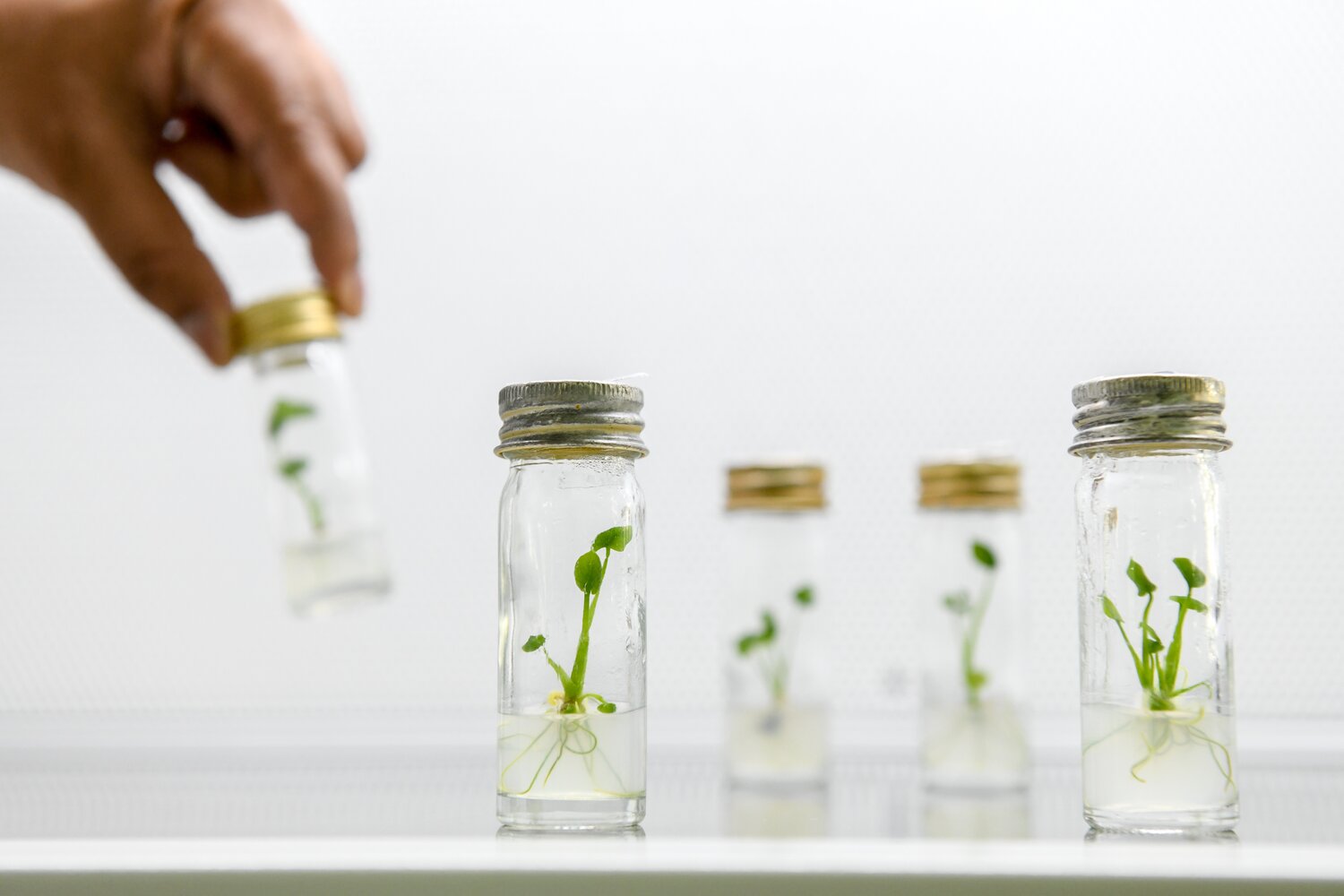 Samples from CePaCT's in vitro collection. Photo credit: Neil Palmer, Crop Trust