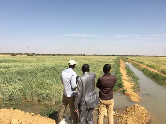 On farm production in Mauritania. Photo credit: Filippo M Bassi