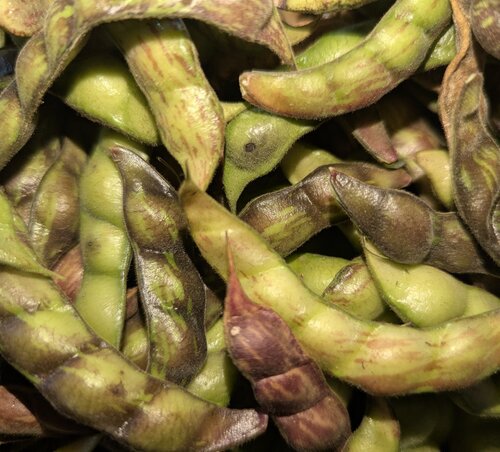 Pigeon Pea