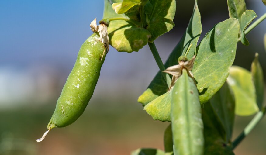 Mushy or Not, Peas Need Strategic Support