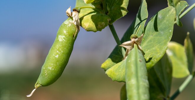 Mushy or Not, Peas Need Strategic Support