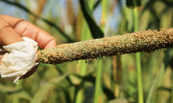 Crops