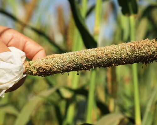 Pearl millet