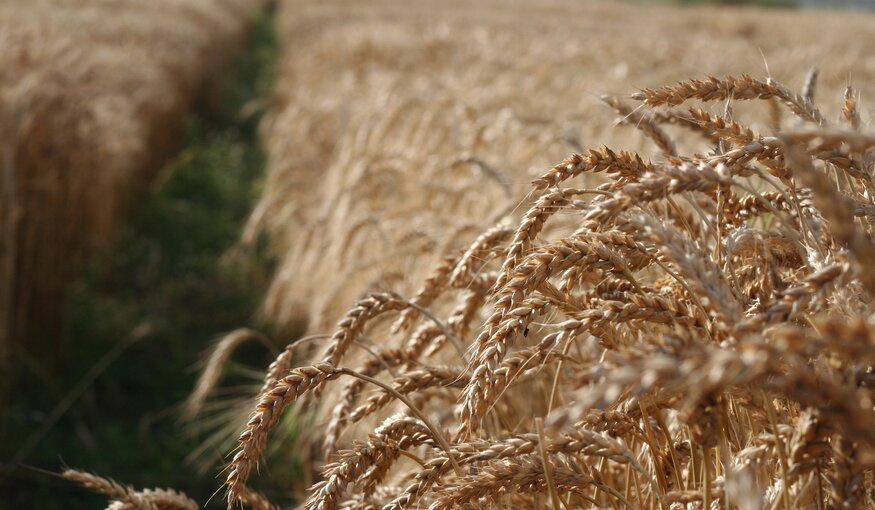 Planet Wheat