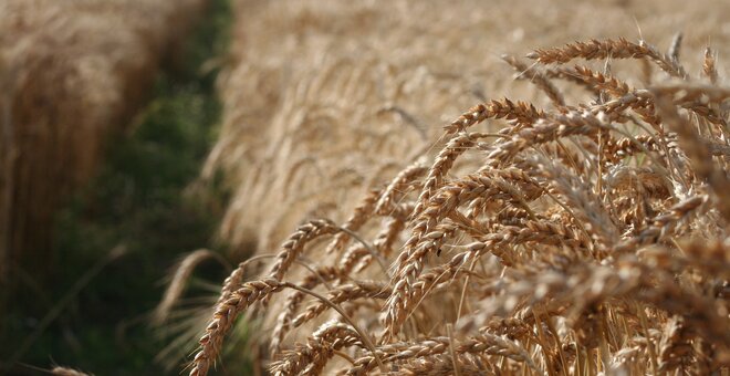 Planet Wheat