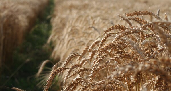 NPR: The Ultimate In Heirloom Wheat Arrives At Seed Vault
