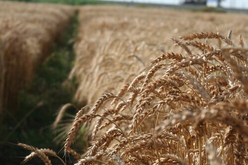 Gates Foundation Funds Rescue of World's Crop Biodiversity