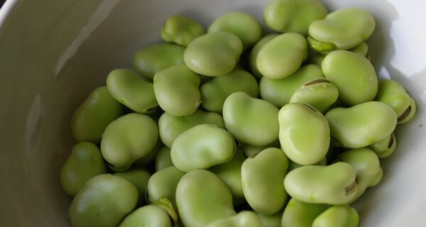 Rich Soil With a Side of Beans