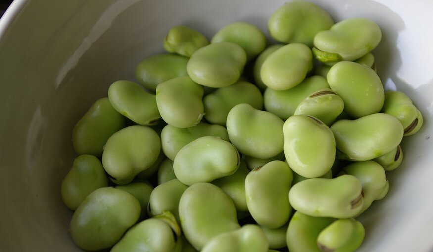 Rich Soil With a Side of Beans