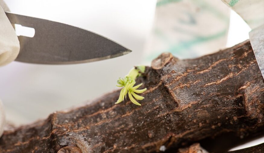 Up close casaava sprout.