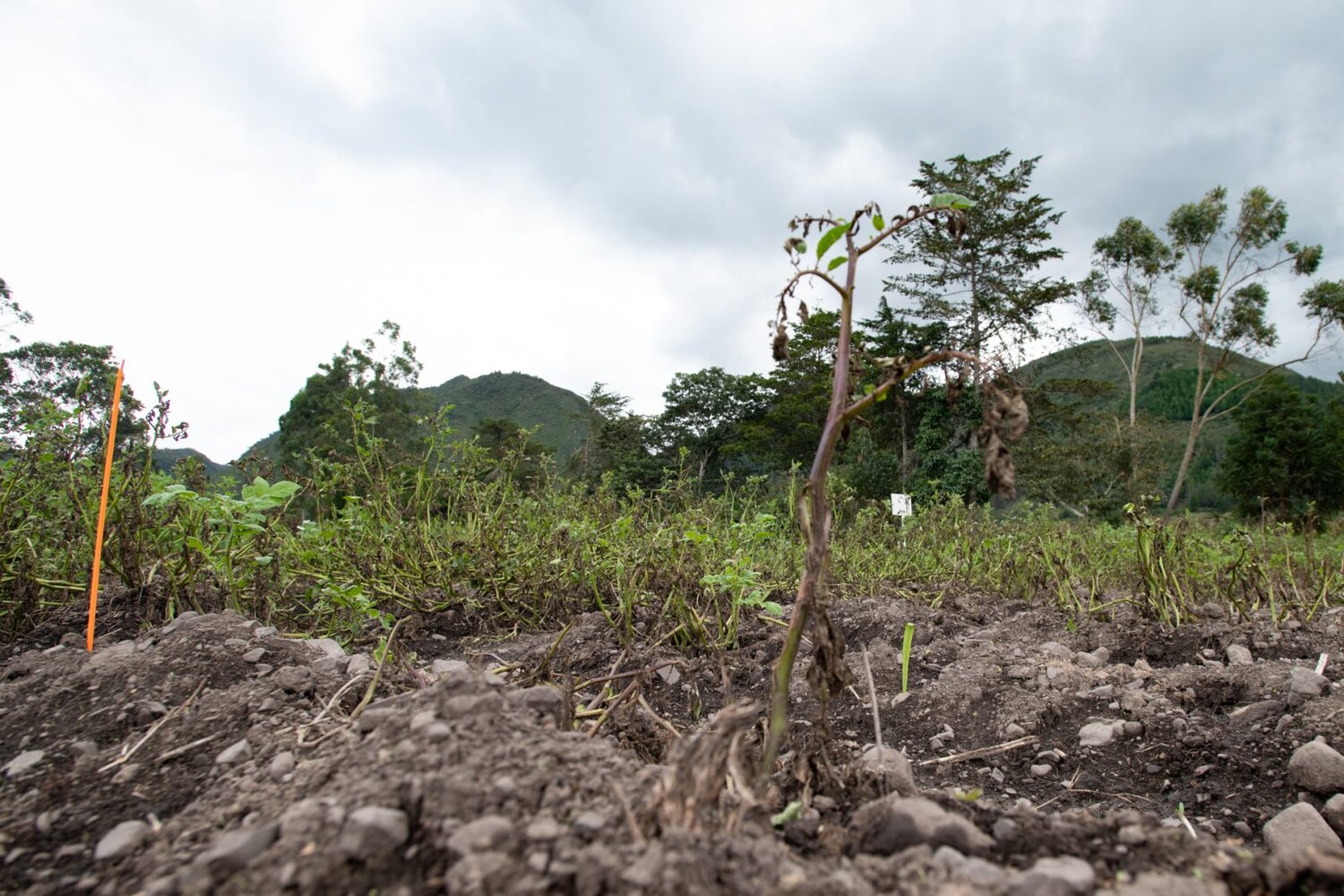 Blight in potato field.