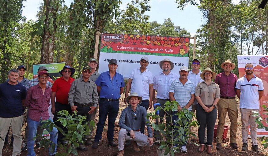 In the framework of the celebration of World Coffee Day, CATIE inaugurates an area in its La Montaña farm as the new space that will safeguard the genetic resources of coffee, reaffirming the commitment to long-term preservation for the benefit of world coffee growing.