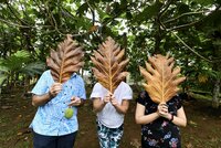 Three people holding large leaves over faces
