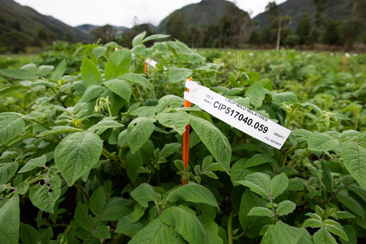 Potato fields at CIP.