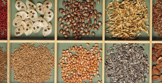 Seeds still life in a box. (Photo by DeAgostini/Getty Images)