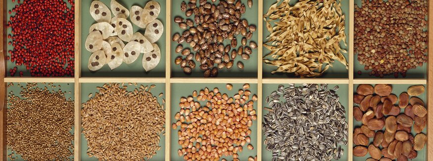 Seeds still life in a box. (Photo by DeAgostini/Getty Images)