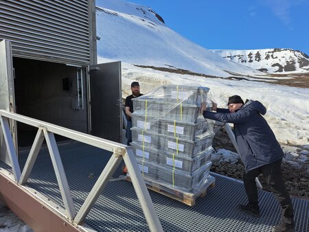 Boxes moved into Svalbard Global Seed Vault by NordGen Staff.