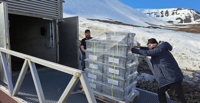 Boxes moved into Svalbard Global Seed Vault by NordGen Staff.