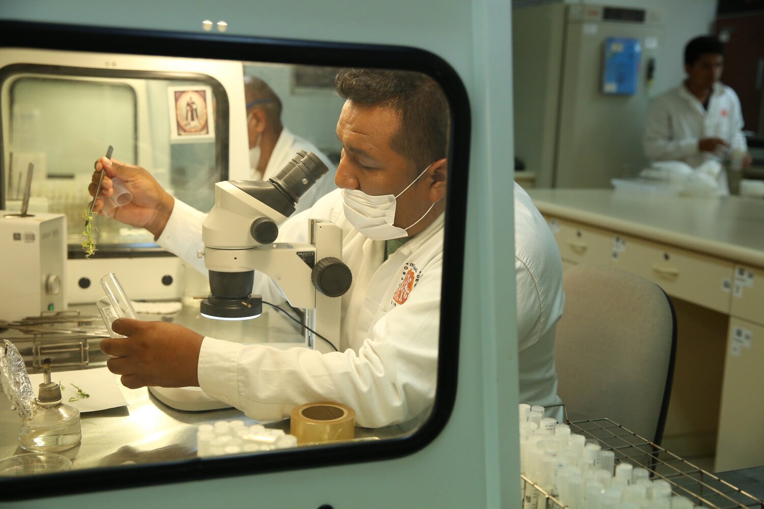 CIP staff performing potato micropropagation under aseptic conditions, in a laminar flow chamber. Cultures are done using microcuttings (stem segments) with 1-2 buds and placing two segments in each test tube into potato propagation medium.