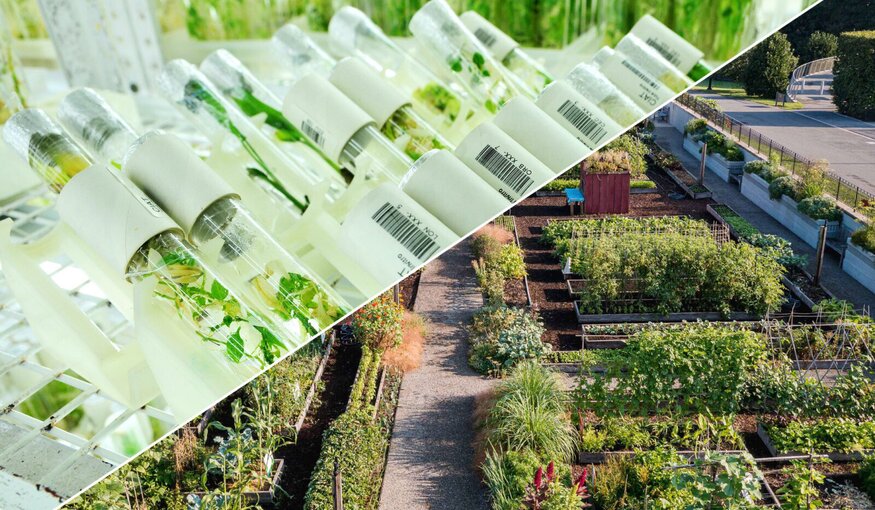 NYBG: Uniting Botanic Gardens and Genebanks Around Food Plant Diversity