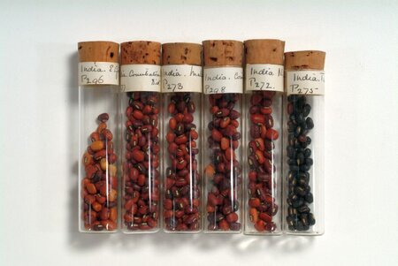 Cowpeas in Nigeria Can Trace Ancestry to Genebanks