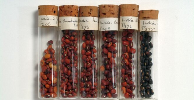 Cowpeas in Nigeria Can Trace Ancestry to Genebanks
