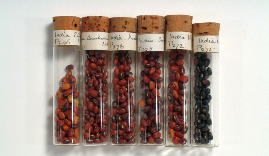 Cowpeas in Nigeria Can Trace Ancestry to Genebanks