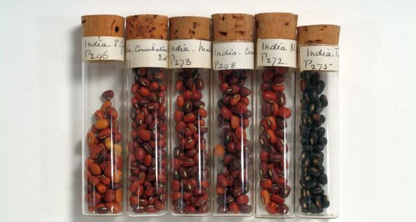 Cowpeas in Nigeria Can Trace Ancestry to Genebanks