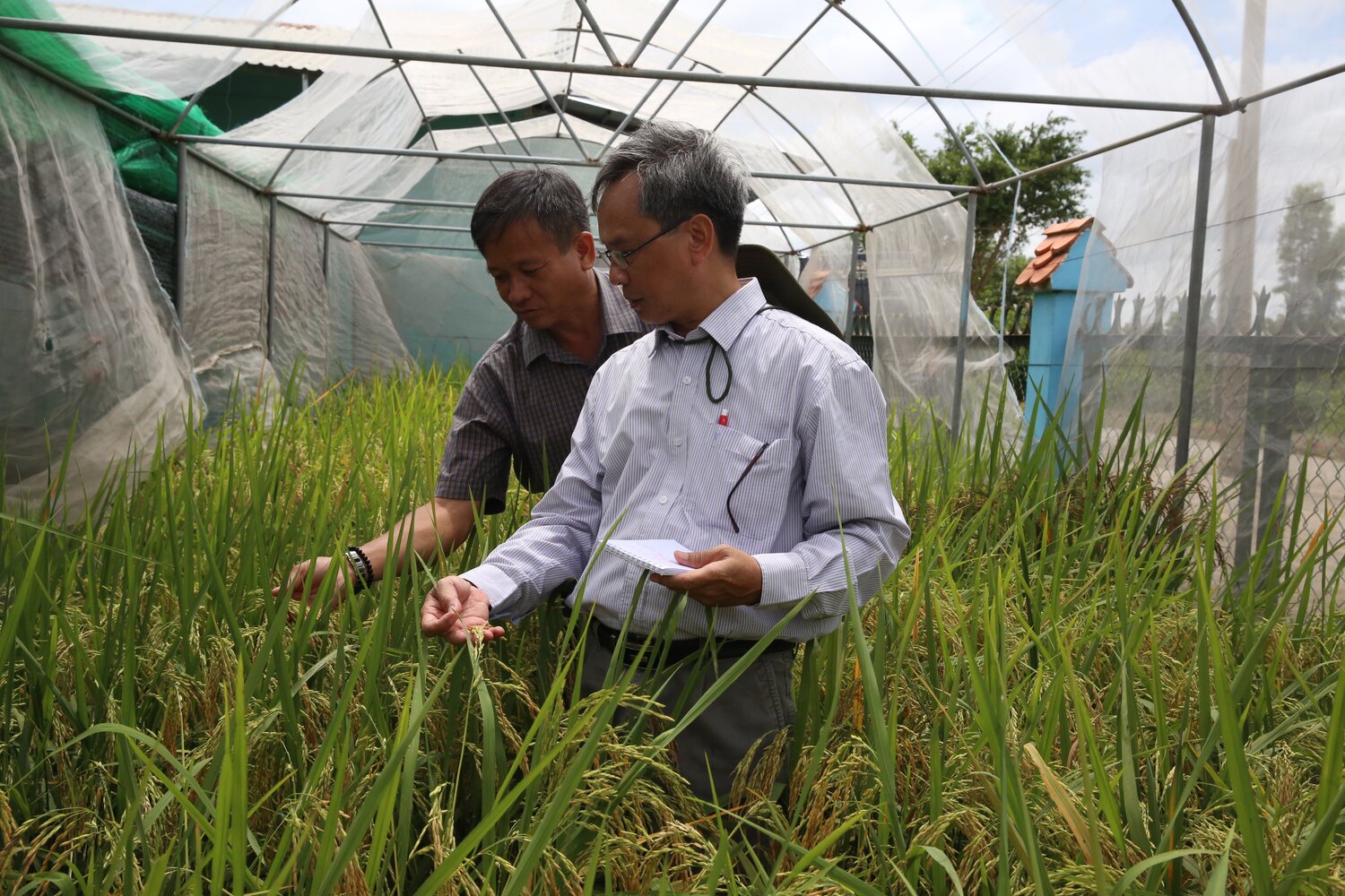 Professor Huynh Quang Tin, from the Mekong Delta Development Research Institute, Can Tho University, in Vietnam, and Crop Wild Relatives rice pre-breeding project leader, examines new lines of rice developed by Mr. Nguyen Anh Dung (Left), Seed Club Leader of the Dinh An Seed Club in the Dong Thap province of the Mekong Delta. Photo: L.M. Salazar