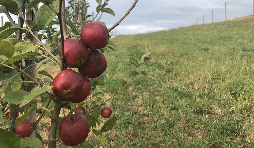 Preserving Appalachian Biodiversity with Cider Apples