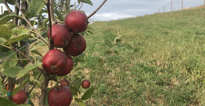 Preserving Appalachian Biodiversity with Cider Apples