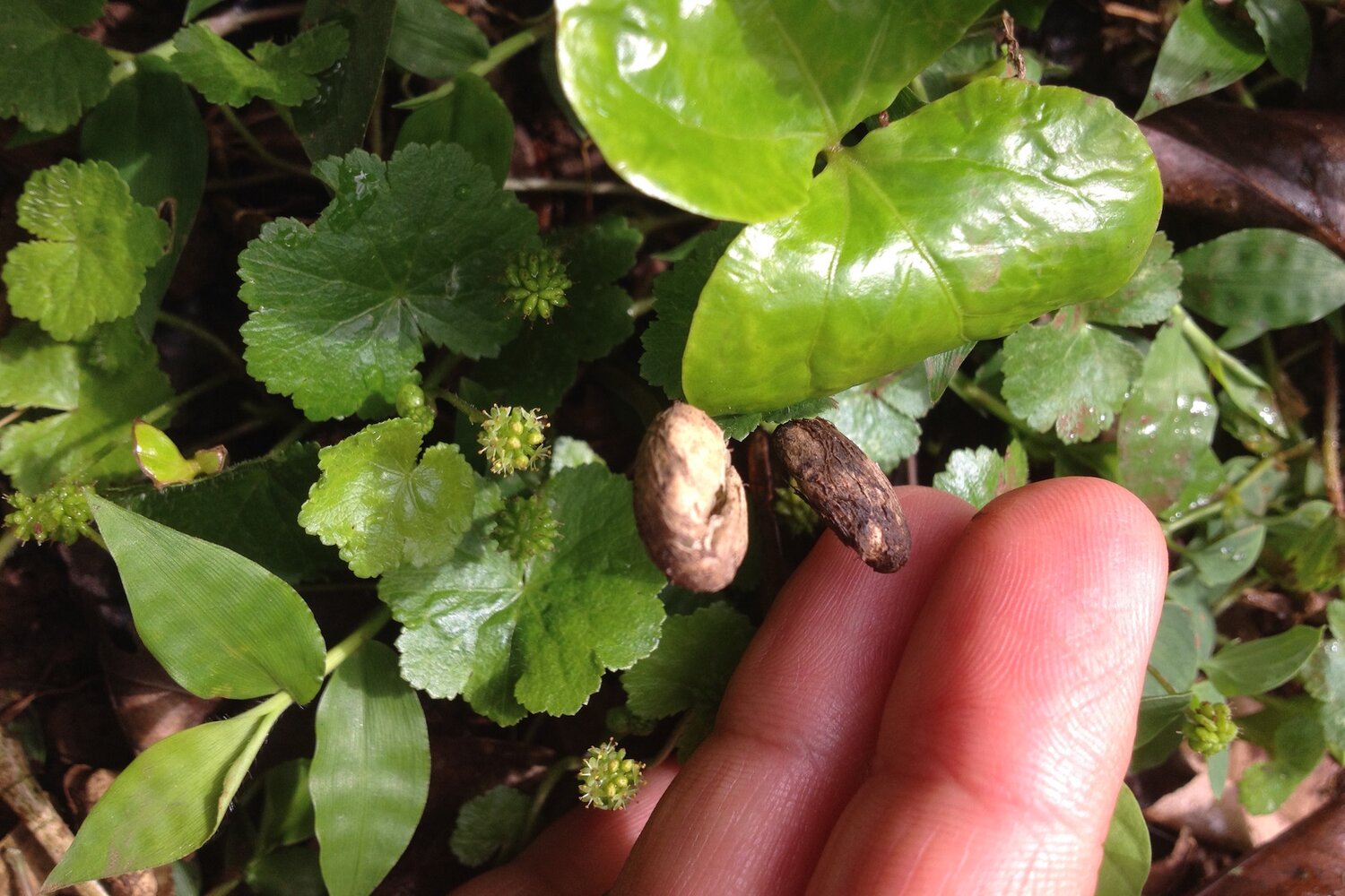 Coffee seedling held by Simran Sethi in the Kafa Biosphere Reserve. Photo credit: Simran Sethi