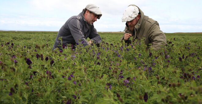 At Estancia Los Niños, Rene Milicevic shows us one of the three 60+ year old alfalfas that Jorge Ivelic from INIA collected in Magallanes [growing behind the ‘daisy’]. This unique sample is now included in the Crop Wild Relatives pre-breeding trials at INIA Kampenaike. Tolerance to drought and frost are traits that researchers are looking for in Magallanes. In the central part of Chile, researchers are searching for drought and heat tolerance. Photo: LS Salazar/Crop Trust