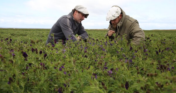 At Estancia Los Niños, Rene Milicevic shows us one of the three 60+ year old alfalfas that Jorge Ivelic from INIA collected in Magallanes [growing behind the ‘daisy’]. This unique sample is now included in the Crop Wild Relatives pre-breeding trials at INIA Kampenaike. Tolerance to drought and frost are traits that researchers are looking for in Magallanes. In the central part of Chile, researchers are searching for drought and heat tolerance. Photo: LS Salazar/Crop Trust