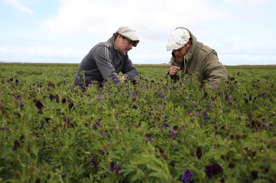 At Estancia Los Niños, Rene Milicevic shows us one of the three 60+ year old alfalfas that Jorge Ivelic from INIA collected in Magallanes [growing behind the ‘daisy’]. This unique sample is now included in the Crop Wild Relatives pre-breeding trials at INIA Kampenaike. Tolerance to drought and frost are traits that researchers are looking for in Magallanes. In the central part of Chile, researchers are searching for drought and heat tolerance. Photo: LS Salazar/Crop Trust